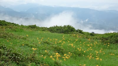 山形・月山・弥陀ヶ原の花々