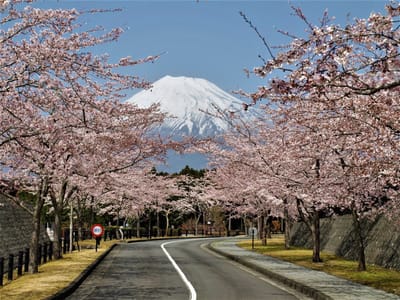 3月30日、恒例になっているお彼岸のお墓参りに満開の桜に合わせて行ってきました。