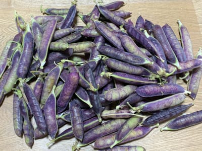 ツタンカーメンの豌豆豆