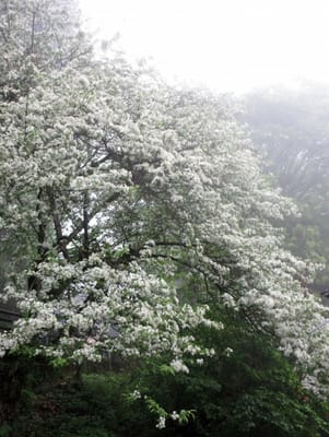 (ノ°ο°)ノ オオオオ　白い花が豪勢に咲いている