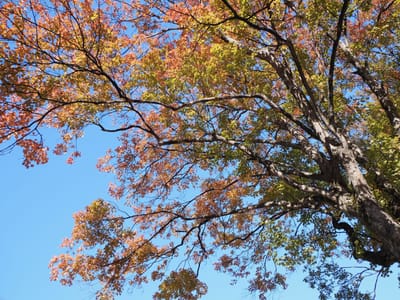 白川公園の秋模様２