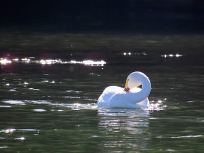 輝く水面でくつろぐ白鳥