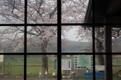 田舎駅の桜