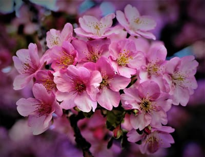 　　<蔵出し写真>　「三浦海岸 桜まつり」 🌸  綺麗 !