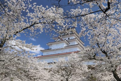 鶴ヶ城＆桜