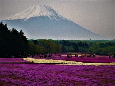 　　<< 蔵出し写真 >>　　🌸　富士芝桜まつり　　🌸