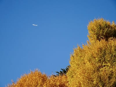 イチョウの黄葉の上空を飛ぶ飛行機