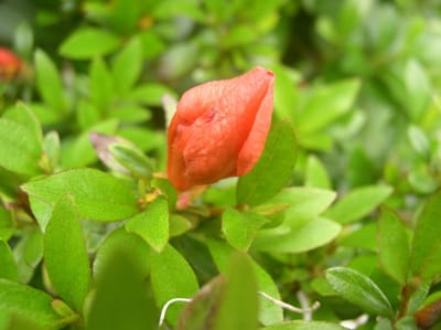 赤い八重咲サツキ開花