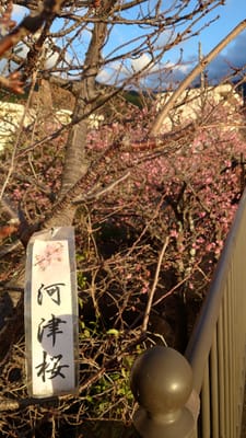 早咲き桜　2種類