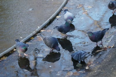 凍った池と鳩