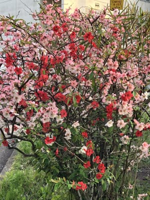 筑波大学構内の桜とボケの花