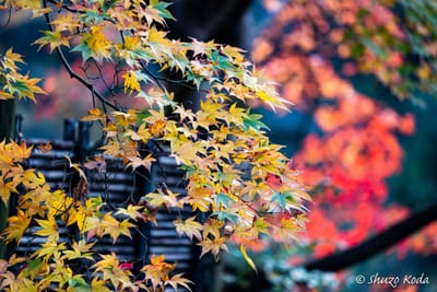 秋川渓谷 辺りの紅葉