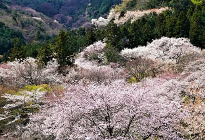 霞間ヶ渓の桜（１）