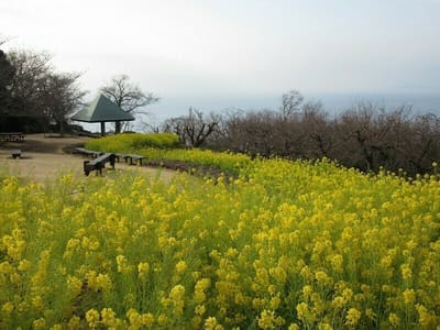 吾妻山公園　ここは年末から菜の花が咲くので有名　今日は大島が見えないなぁ