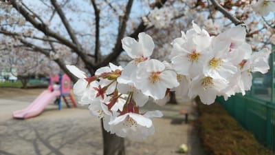 ②ソメイヨシノ桜（アップ）