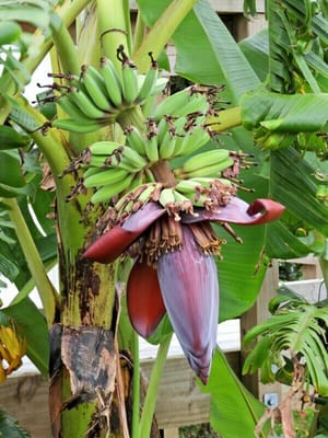 裏庭のバナナ
