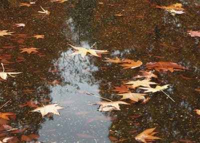 水面の秋模様