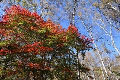 秋の高原を撮る