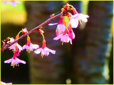公50　　　　　　(169)オカメ桜の花