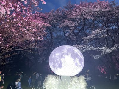 小金井公園　夜桜