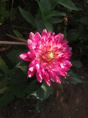 ダリヤの花