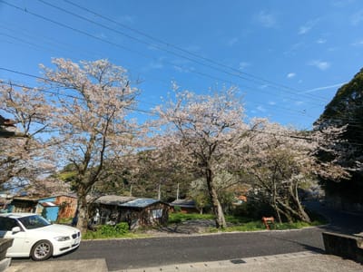 西伊豆の浮島海岸途中で桜吹雪に遭遇!　(^o^)／