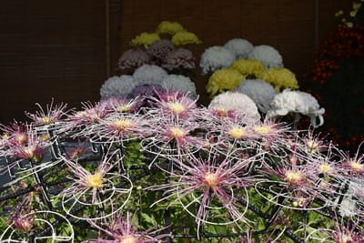 姫路城の菊花展