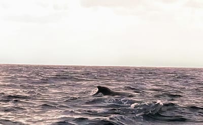 ついに見えた！　　慶良間諸島沖　クジラウォッチング　　(７つの絶景を巡る沖縄本島３日間ツアー１日目)　2024年1月25日
