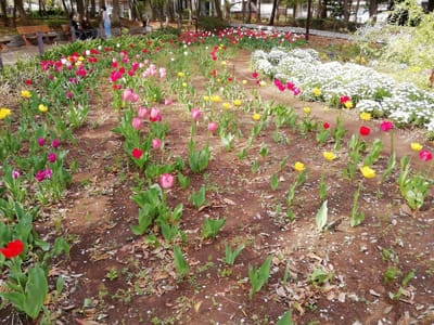 チューリップ畑②　　　柏市南部公園の花々     2021年４月３日