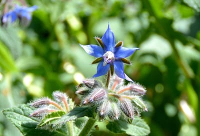青い☆の花～ボリジ