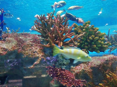 「ヒブダイ」　 熱帯魚編とクラゲ編  3  かりゆし水族館   (慶良間諸島巡りツアー２日目)   2023年１月28日