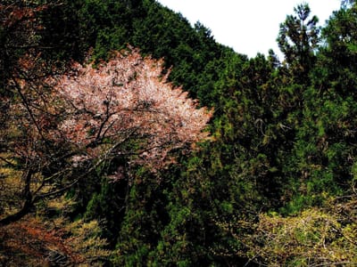 山桜　　　　