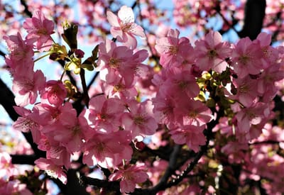 <蔵出し写真>　「三浦海岸 桜まつり」 🌸 綺麗 !