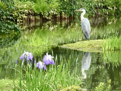 青鷺のいる花菖蒲の池