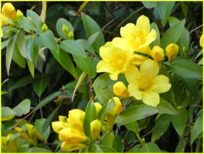 近54　　　　　　(189)黄色の花