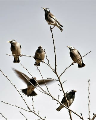 里山の野鳥たち