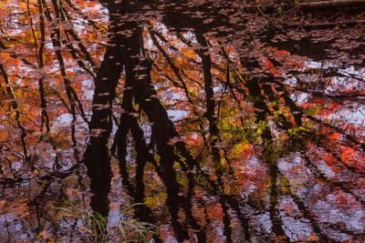 沼の水鏡を彩る紅葉2021 _02