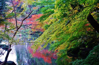 成田公園の紅葉