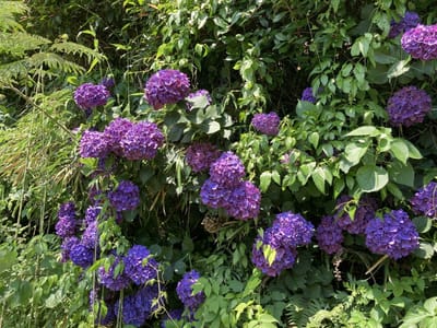 伊万里　波多津町の紫陽花