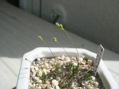 世界最小級の球根植物の蕾の生育観察