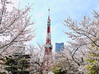 東京タワーを背に咲く満開の桜🌸