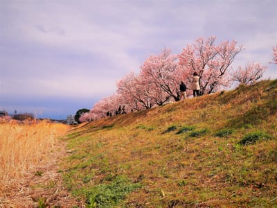 2023年3月13日の春めき桜