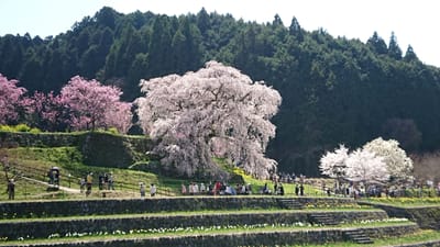 奈良の又兵衛桜