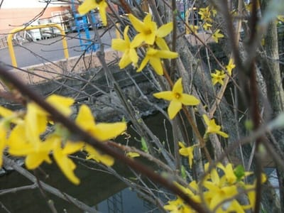 春が来た　　小さい黄色のはなが可愛い