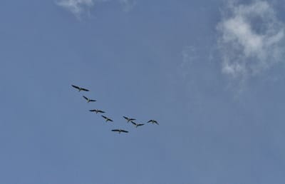 飛立つ白鳥 　雁の編隊