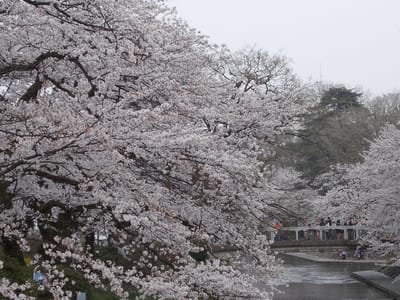 富山の桜③