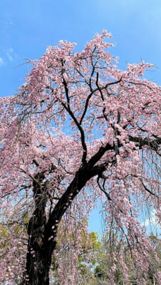 醍醐の桜🌸