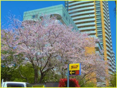 公22　　　　　　(629)青空の桜①