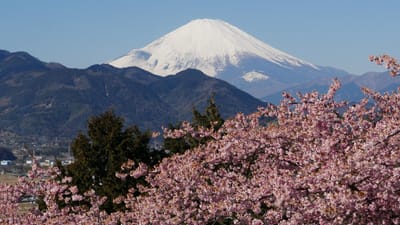 まつだ桜まつり　～“河津桜”と“富士山”とのコラボ
