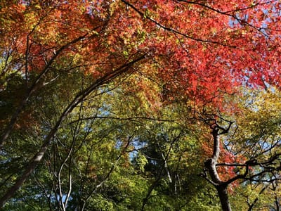 　<大磯城山公園> 　日本情緒あふれる公園を彩る " 紅葉 "